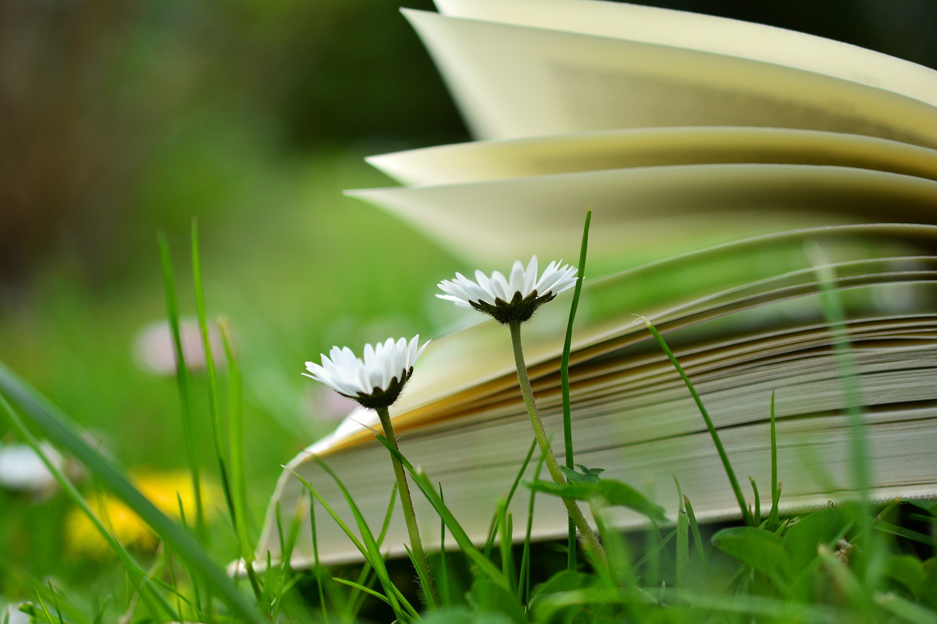 flowers with book